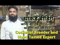 Cockatiel breeding setup in bharuch  hand tame tips  banaya khud ka handfeeding formula