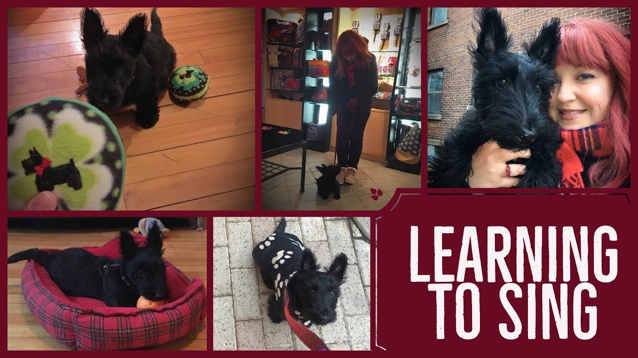 Puppy learns to sing | Nov 19-24 | Sherlock The Scottie