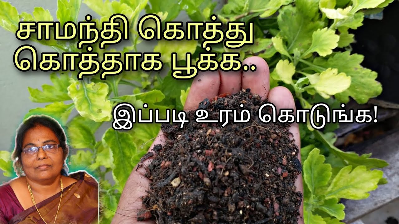 சாமந்தி செடிக்கு சத்தான உரம் | Organic Fertilizer For Samanthi Plant | Chrysanthemum 