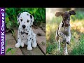 12 Razas de Perros con Manchas mas Adorables del Mundo