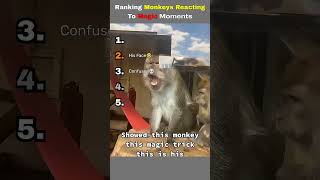 RANKING THE FUNNIEST MONKEYS REACTING TO MAGIC MOMENTS