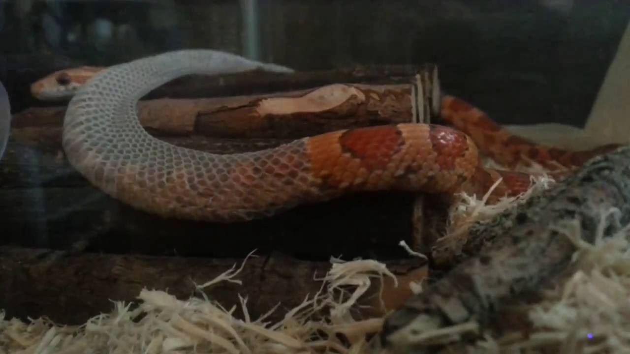 corn snake morphs Baby Cornsnake Shedding Her Skin