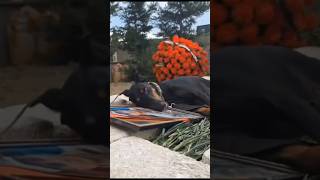 Bəzən Insanlardan Daha Sadiq Olan Can Dostlarımız