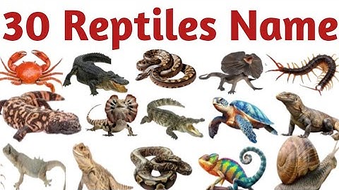 Reptiles Name | Reptiles Name in Hindi and English | Names of Reptiles #reptilesname #mathtabletv 