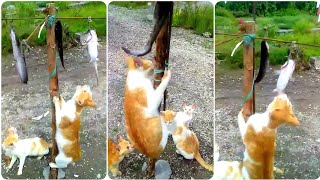 video lucu aksi  kucing panjat pinang  merayakan 17 agustus