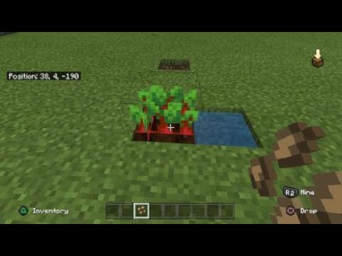 Whaching beetroots grow in minecraft - YouTube