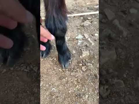    التهاب مفاصل فى الماعز