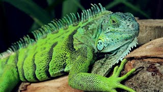 What Is True About Lizard Myths and What Is Completely Untrue: Wanderwildlife