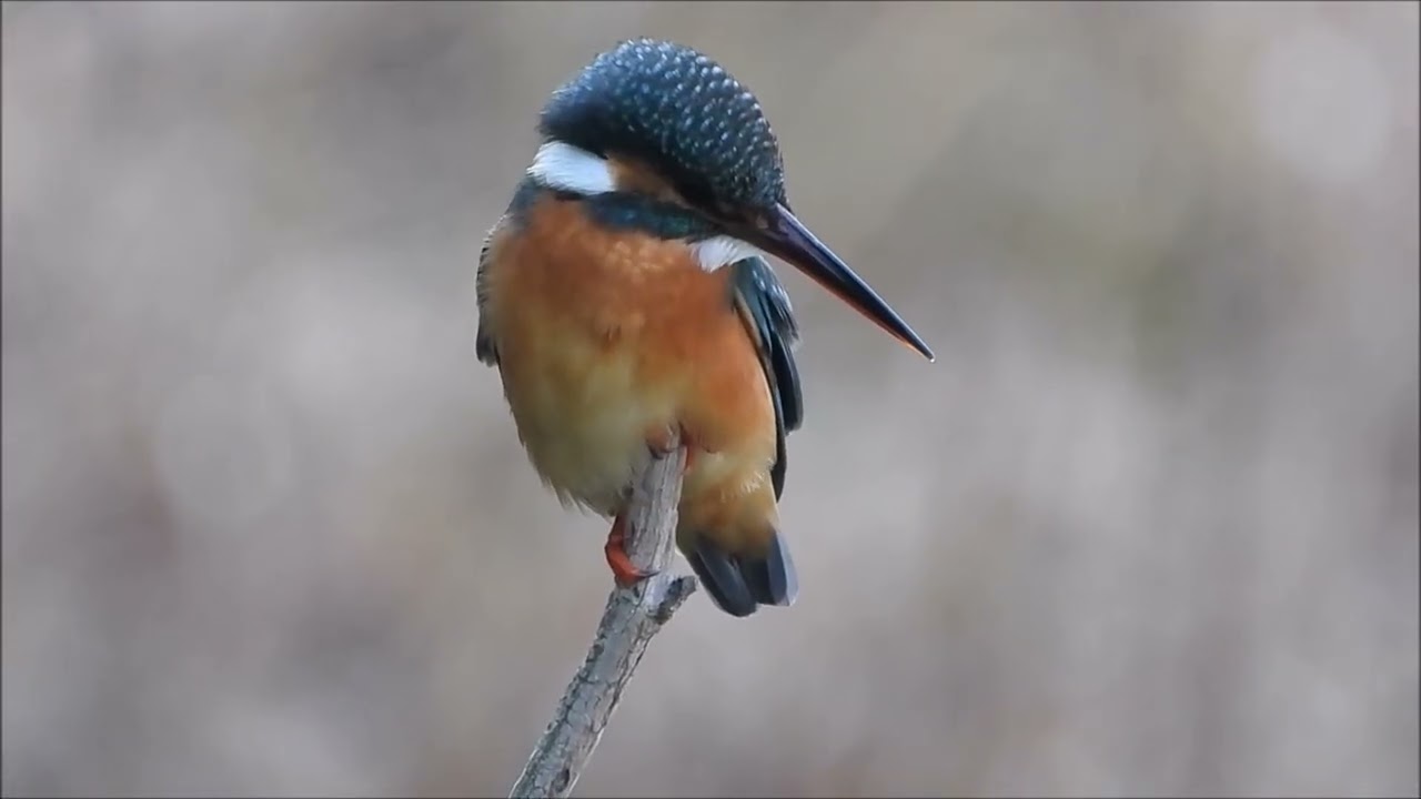 ★さいたま緑の博物館で野鳥を探索