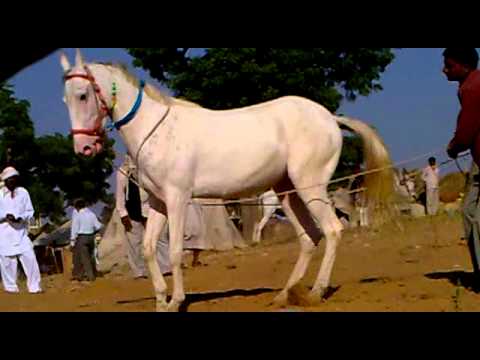 horse dance bablu rajput kannauj - YouTube
