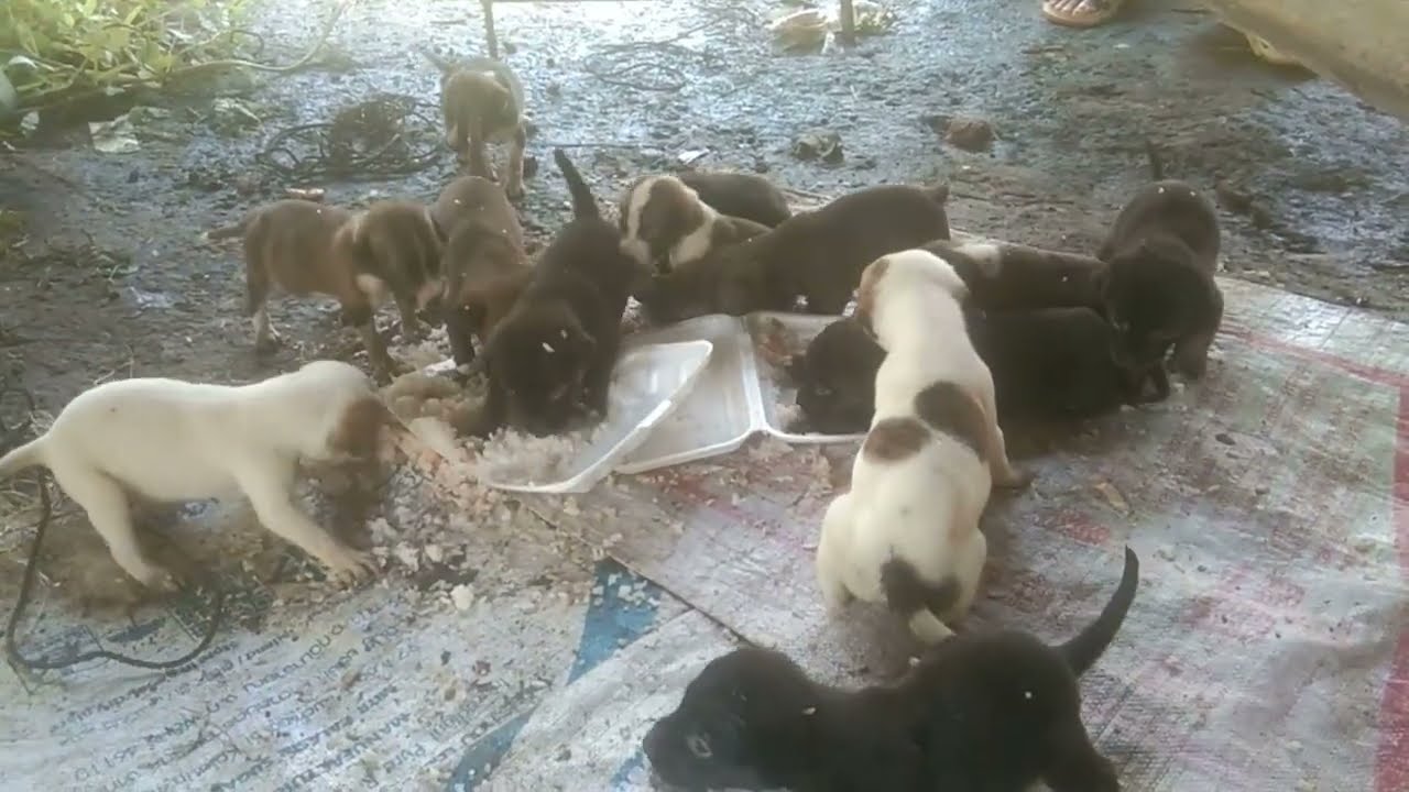 Feeding poor puppies live in dirty place