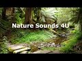 Nature Sounds - Australian forest bird songs with Magpies -relaxing-study-meditation-ambient-ASMR