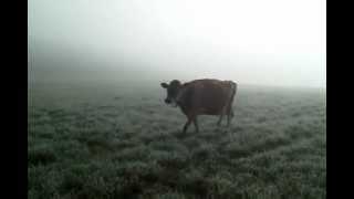 Out to pasture