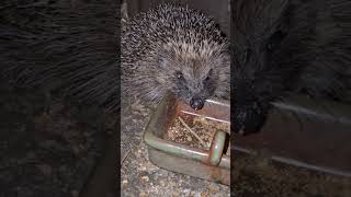 hedgehog in my garden🦔 #hedgehog #hedgehoglover #mammals #shortsfeed #youtubeshorts #animals #garden