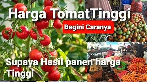 Harga Tomat Melambung Tinggi | mahal | Begini caranya
