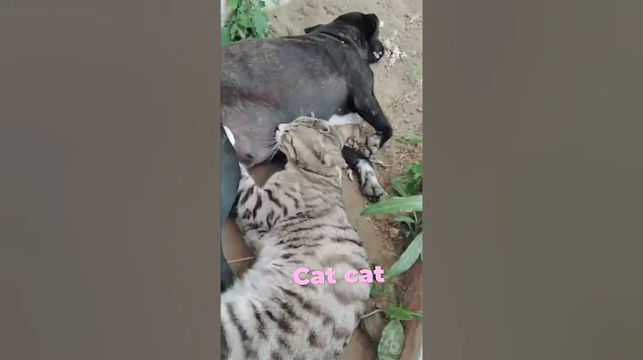 Video 5360131: laugh funny cats talking, funny dog cat talking, cats talking funniest, cat cute dog love