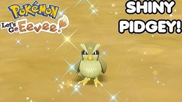 SHINY PIDGEY! FIRST SHINY POKEMON WITHOUT TRYING! Pokémon Let