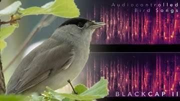 Audiocontrolled Bird Songs: Blackcap II