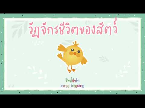 วีดีโอ: วัฏจักรชีวิตของสิ่งมีชีวิตคืออะไร?