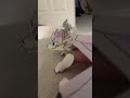 Wha do we do when someone hates us #dragon puppets #origami  #cute #funny #dragons￼