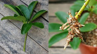 How to grow Schefflera plant from single leaf cuttings | Propagate Schefflera plants | Umbrella Tree