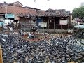 Dadar Kabutar Khana| Feeding Pigeons