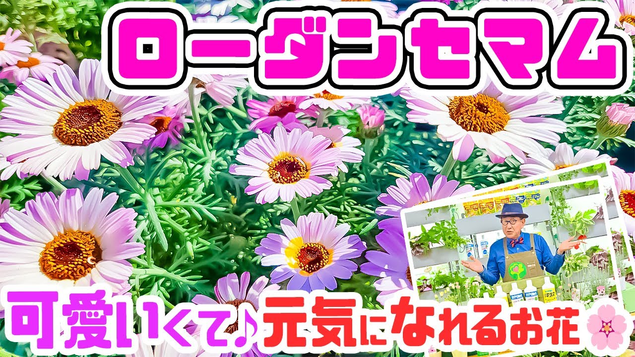 Delicate and elegant flowers] Let's grow the very cute