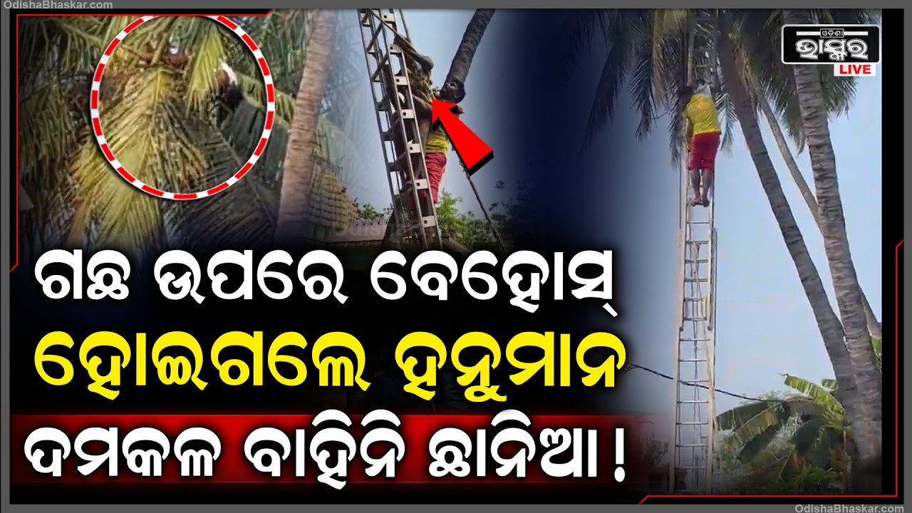 ଯାତ୍ରା ଚାଲିଥିଲା ଗଛରେ ଚଢିଥିଲେ ହନୁମାନ ହଠାତ୍ ଚାଲିଗଲା ଚେତା.. ପୁରା ଗାଁ ଲୋକ ଦେଖି ଛାନିଆ...