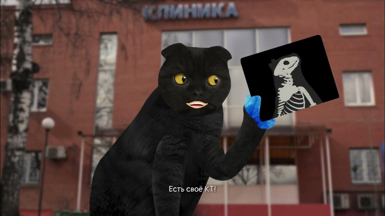 бублик москва 24. бублик москва 24. кот москва 24. бублик москва 24. кот бублик от москва 24.