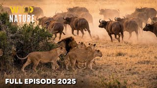 Lion Pride Hunts Prey (Full Episode) | Cat Attack | Nature Animal Documentary