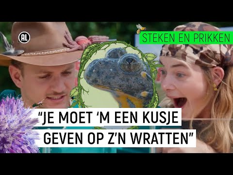 Video: Geelbuikslang - eng, maar niet gevaarlijk