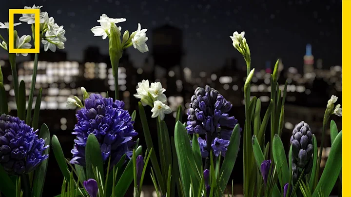 Watch a Garden Come to Life in This Absolutely Breathtaking Time-Lapse | Short Film Showcase - DayDayNews