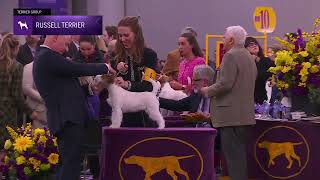 Russell Terriers | Breed Judging 2026