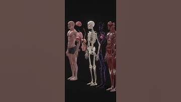 Introduction to integumentary system