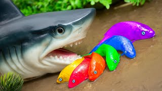 Blue shark chasing colorful koi in real life | Primitive Koi Fish Video STOP MOTION ASMR Coco