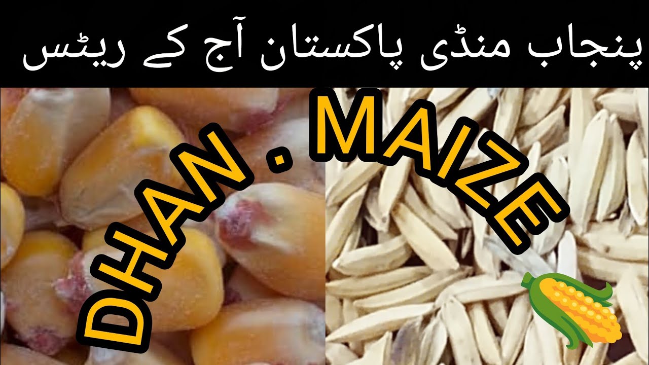 DHAN Price Today Punjab | Maize Rate Today Punjab Mandi 28.02.2026 | Latest Grain Market Update