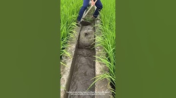 Clear the accumulated silt and weeds in the irrigation canals