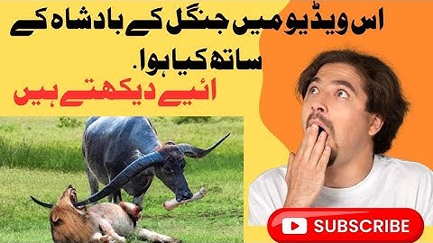 Dramatic Rescue by Hyenas after a Lion Catches one | 15 MOST HORRIFIC Lion Attacks Caught on Camera