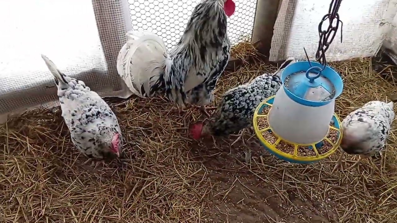 Шабошки в курятнике. Что случилось на выгулах!