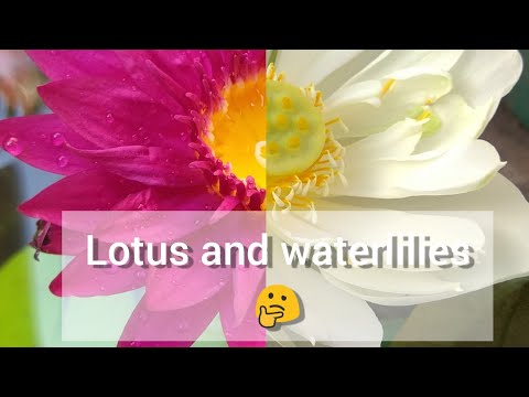 Difference between a #lotus and #waterlily