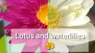 Difference between a #lotus and #waterlily