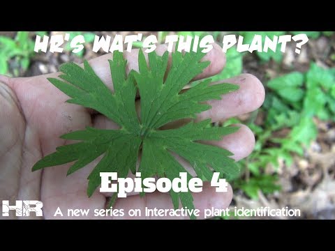 Video: Primrose-blomme: foto, beskrywing, plant en tuisversorging