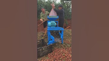 The journey from Farm to Factory of macadamia nuts | Macadamia Nuts Processing