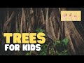 Understanding Trees and Their Importance