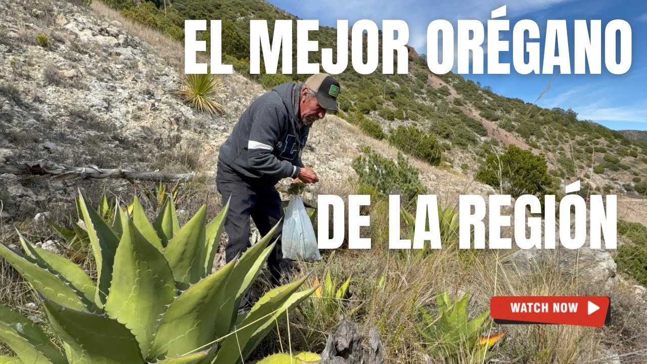 EN BUSCA DEL ORO VERDE 🌿