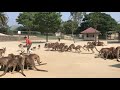 カンガルー　餌やり