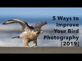 5 Ways To Improve Your Bird Photography