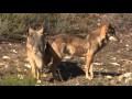 Lobos y hombres. El secreto de su coexistencia en la Sierra de la Culebra