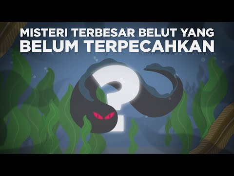 Video: Apakah belut listrik termasuk ikan?