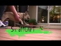 Gizmo (the French Bulldog) Learns to Skateboard